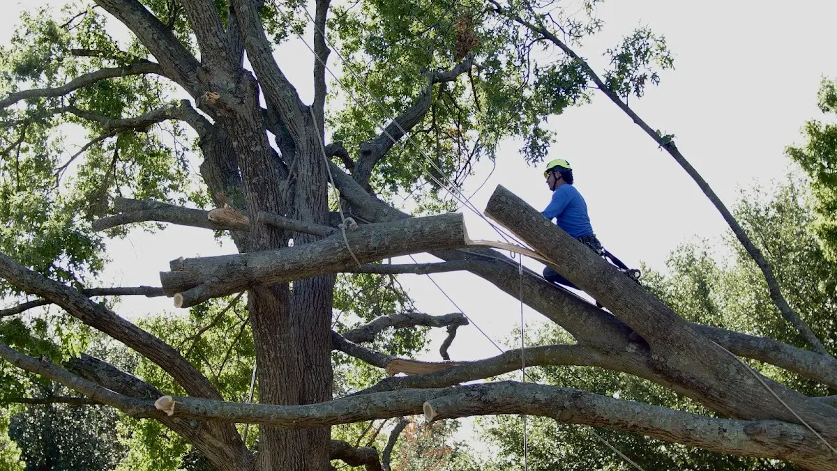 Professional Crown Thinning performed by certified arborists in Palo