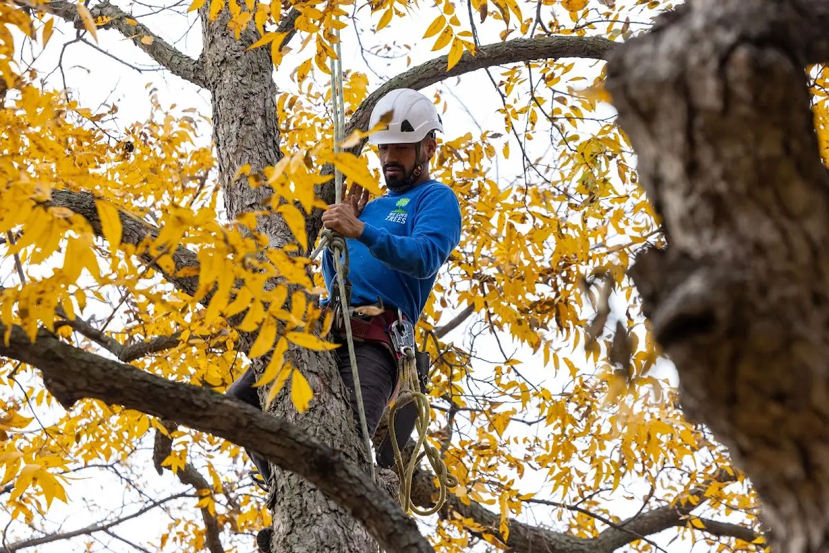 Skilled Tree Transplanting crew working in Palo