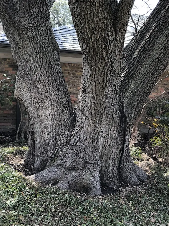 Mature heritage tree close to a Palo property cared for by certified arborists