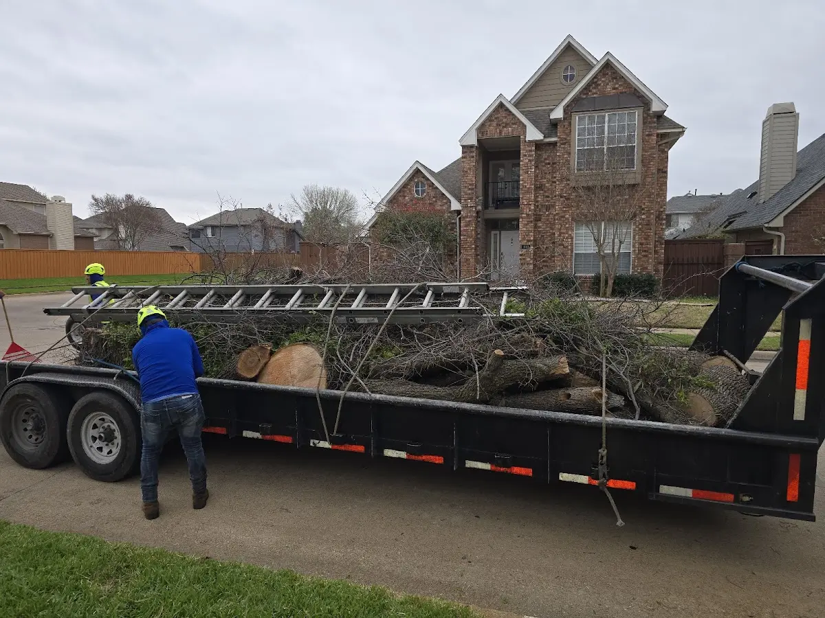 Expert Tree Removal with proper safety equipment in Palo